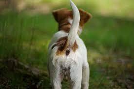 Tail Wagging Reading Program on Feb 21