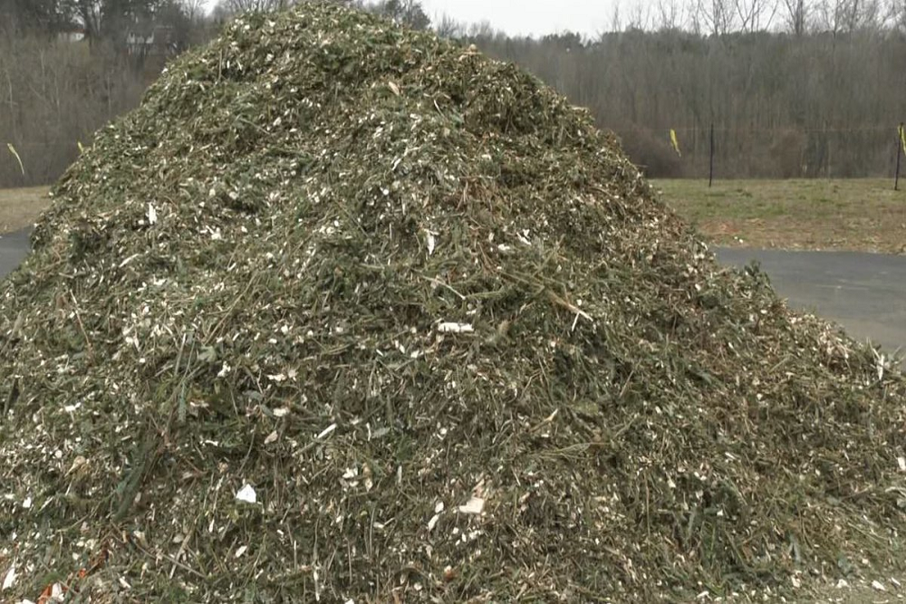 Pick up free mulch from recycled Christmas trees
