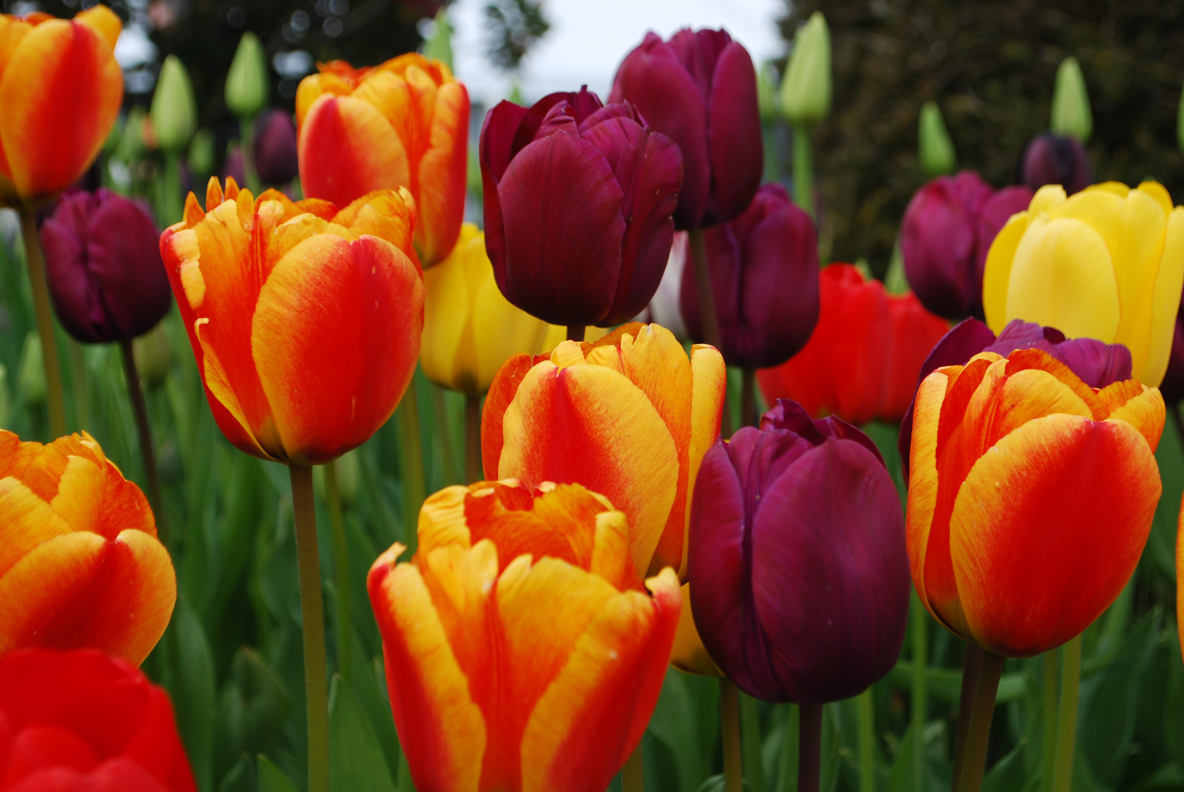American Village Festival of Tulips on Mar. 1