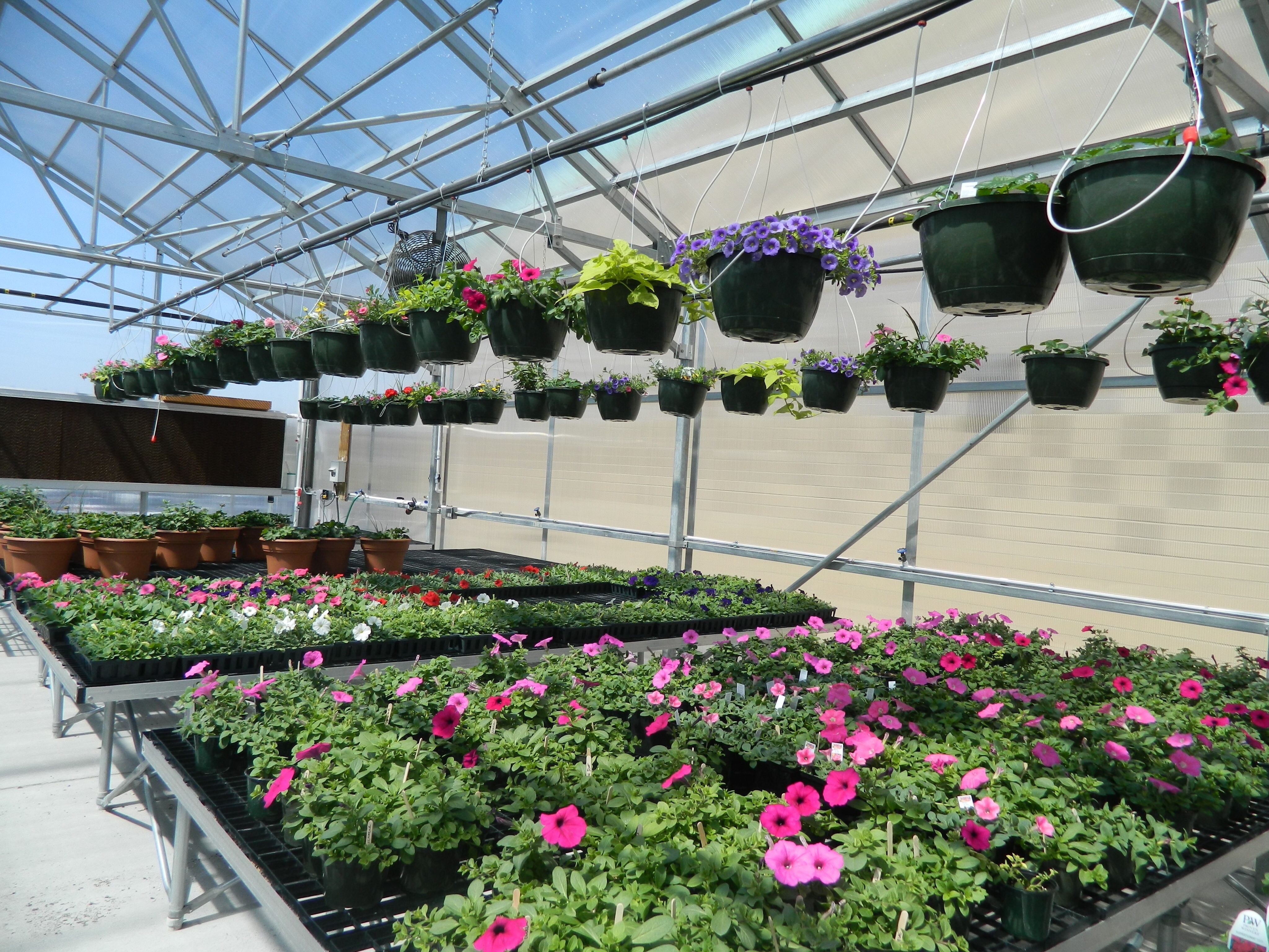 BALTIMORE COUNTY, MARYLAND : Plants and People Sunday Free Educational Program Series BALTIMORE COUNTY, MARYLAND : Plants and People Sunday Free Educational Program Series