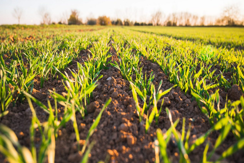 SJR State hosts inaugural Agriculture Summit
