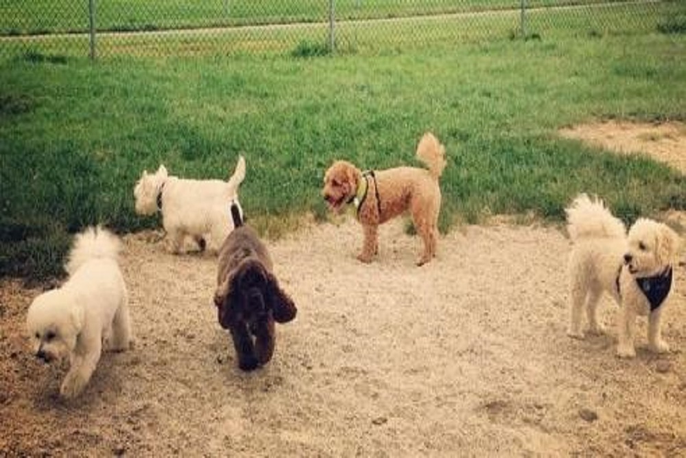 City of Portsmouth: Portsmouth City Clerk’s Office Now Issuing 2022 Annual Dog Licenses