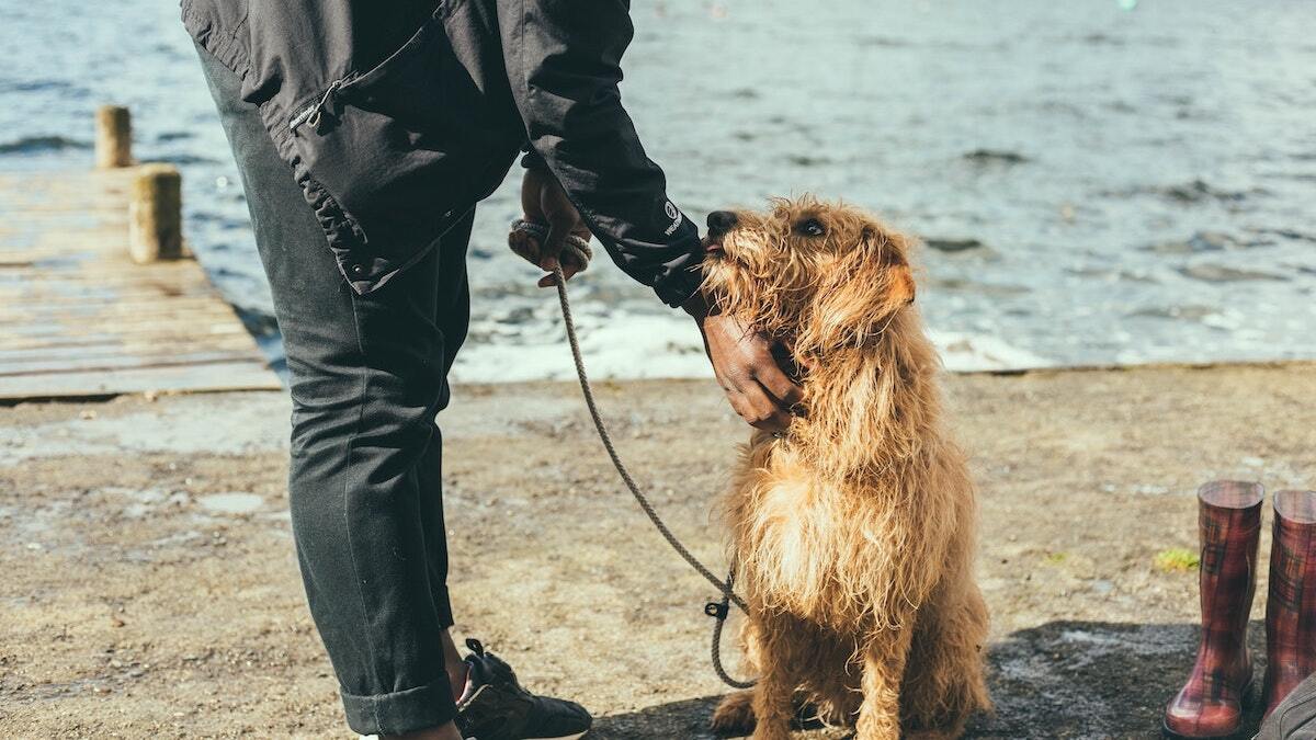 Bastrop County Animal Shelter coordinator after National Adoption Week: ‘We are still at capacity and need more adopters’