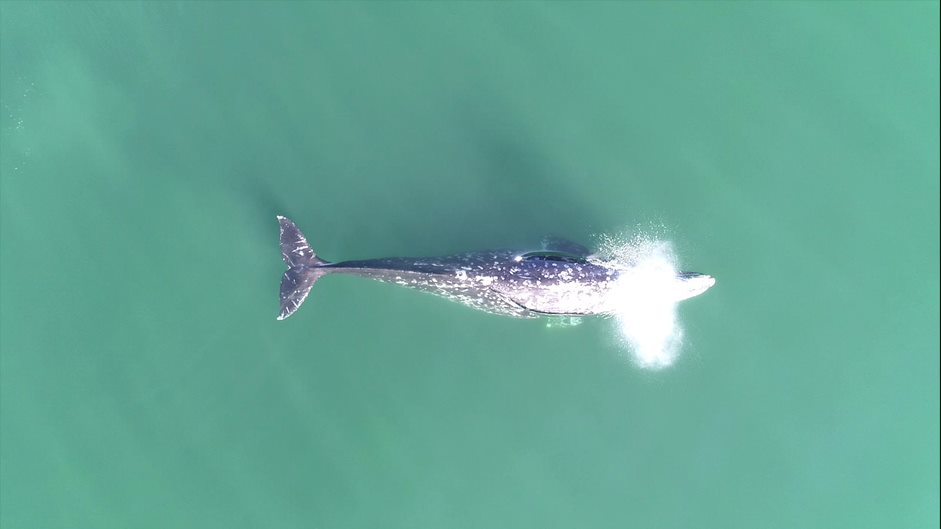 A drone view of a whale. - Photo courtesy of Leila Soledade Lemos