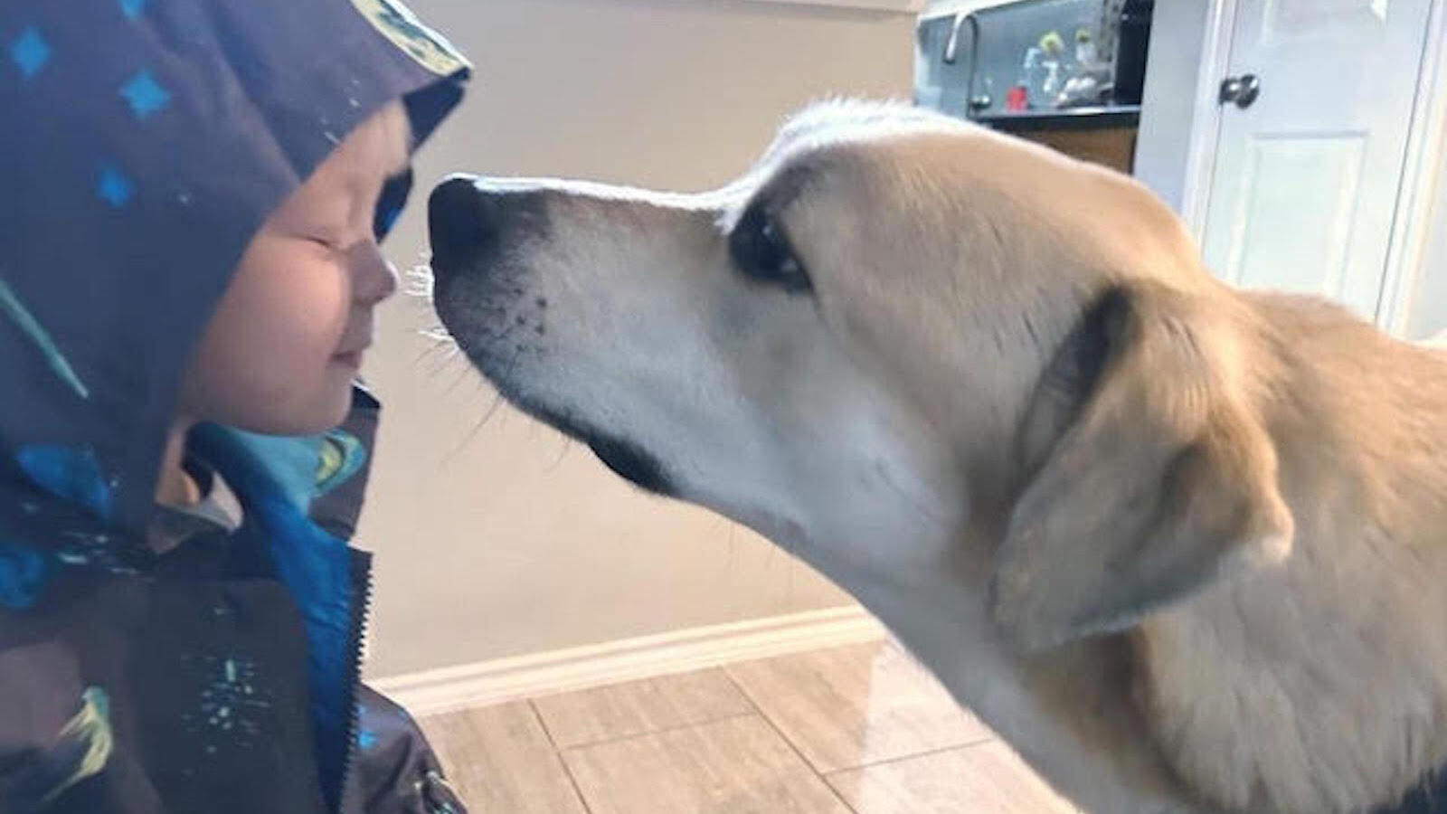 Animal rescue director: ‘Kona is a very affectionate, well-behaved pup…He’s always down for an adventure’ Animal rescue director: ‘Kona is a very affectionate, well-behaved pup…He’s always down for an adventure’