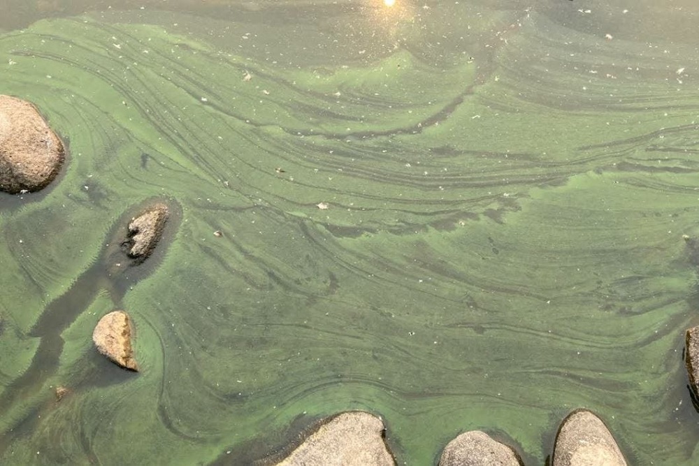 People and their pets advised to use caution around Virginia Lake