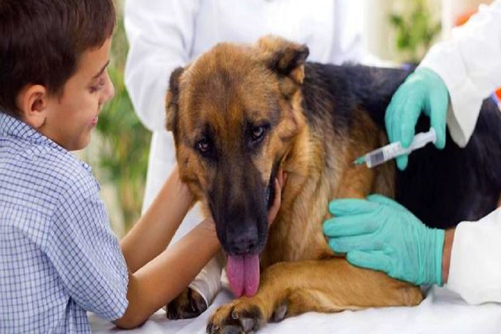 COUNTY OF CALDWELL: Free Rabies Vaccination Clinic Planned COUNTY OF CALDWELL: Free Rabies Vaccination Clinic Planned