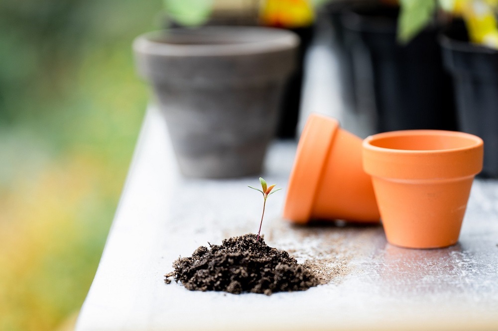 Gardening Classes with Miriam Cheng on December 25, 2022