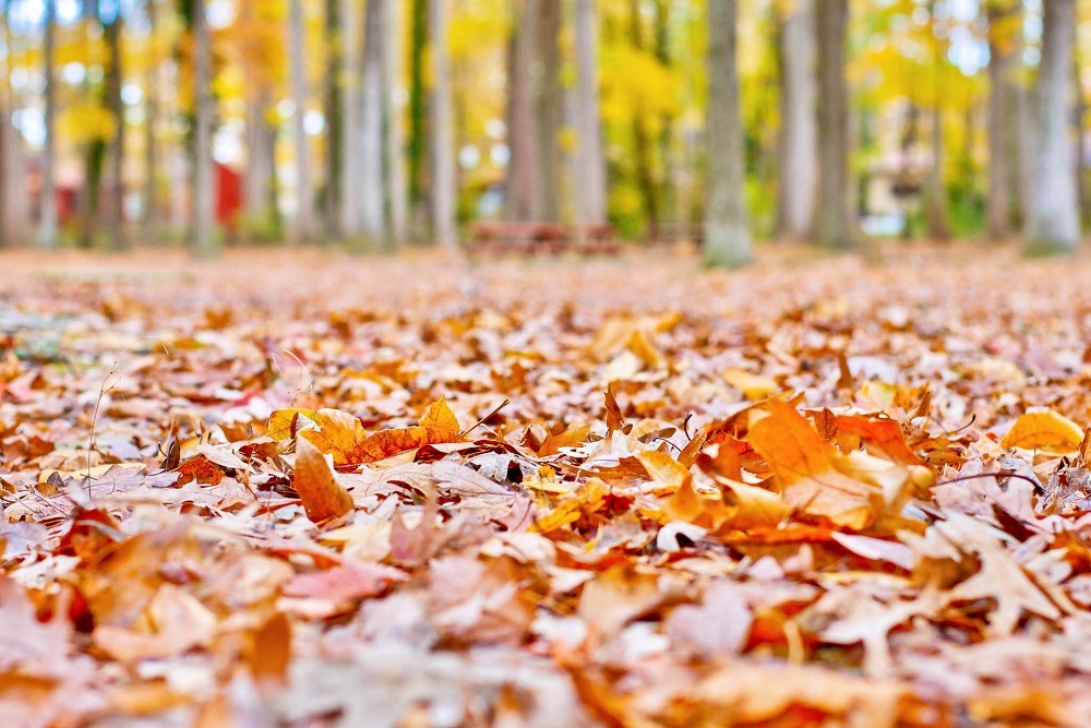 Leaf Collection Scheduled to Resume Monday, February 14th Leaf Collection Scheduled to Resume Monday, February 14th