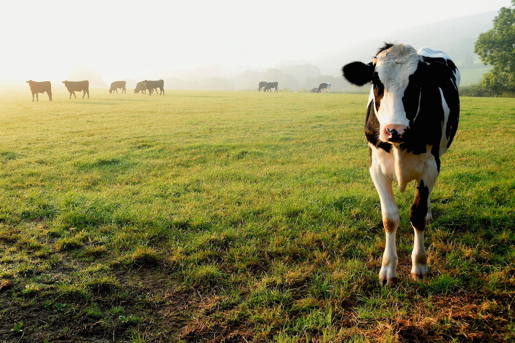 AGPAC OF THE ARIZONA FARM BUREAU FEDERATION: Grass Raised or Grain Finished, All Arizona Beef is Quality Beef