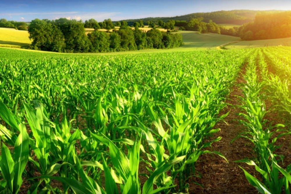 Michigan is known for our diverse agricultural background