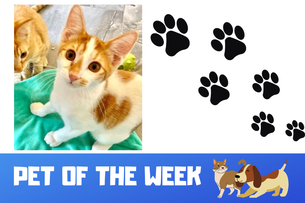 Pet of the Week: Duncan Pet of the Week: Duncan