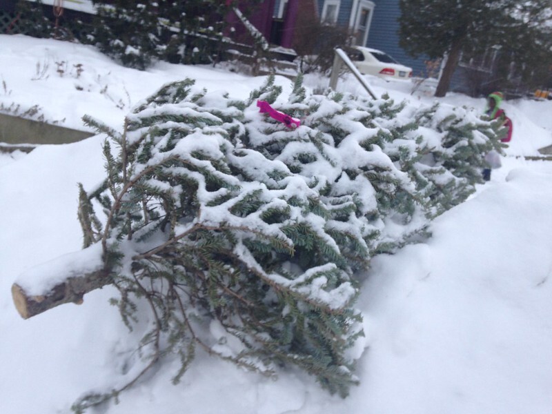 Christmas Tree Pick- up on January 26, 2023 Christmas Tree Pick- up on January 26, 2023