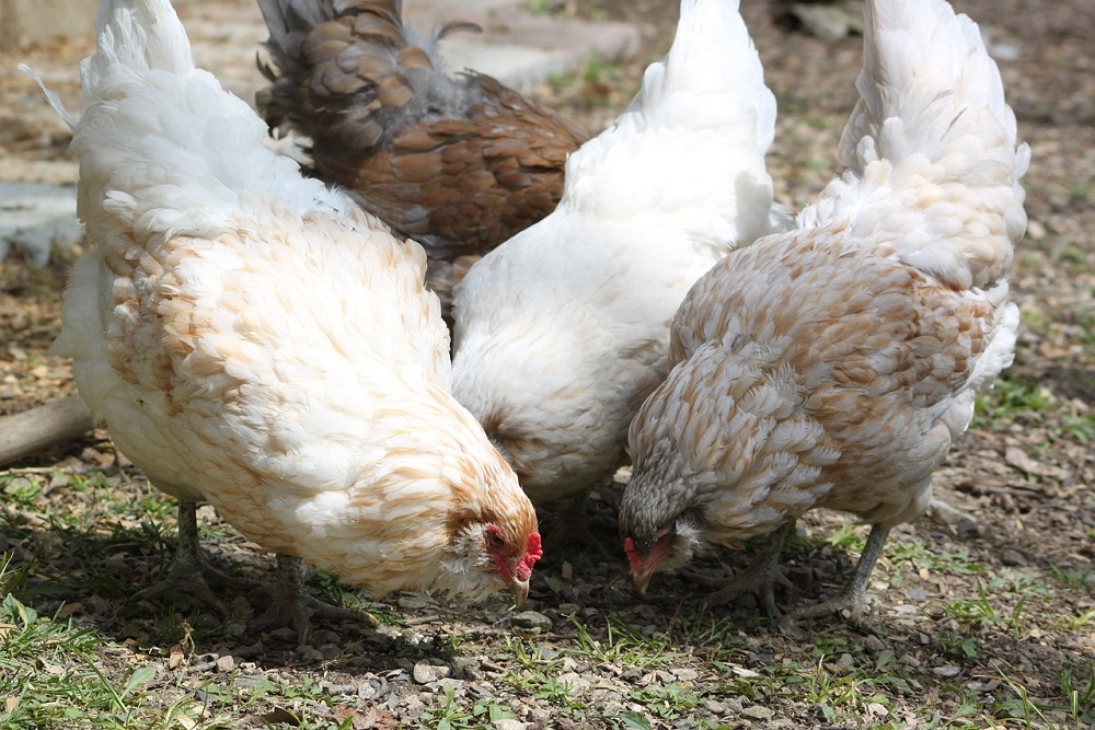 Virginia Poultry Owners Encouraged to Practice Biosecurity to Protect Flocks from Avian Influenza