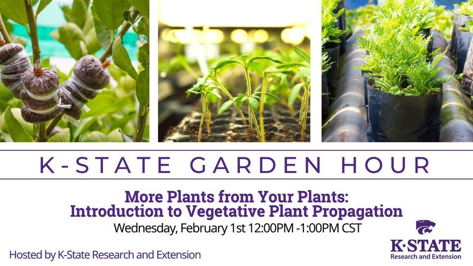 K-State Garden Hour: More Plants From Your Plants – Introduction to Vegetative Plant Propagation