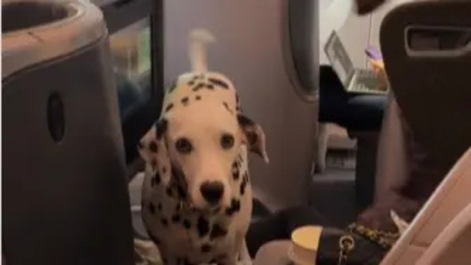Dalmatian travels business class on Singapore Airlines