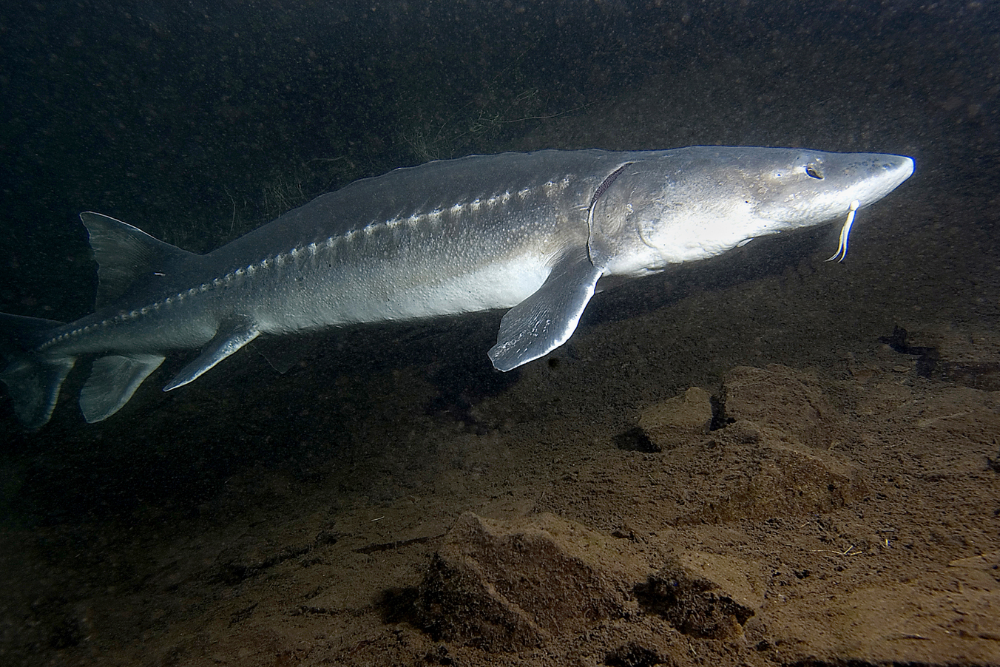 Two days added to the recreational retention sturgeon season in the Columbia River estuary downstream of Wauna powerlines
