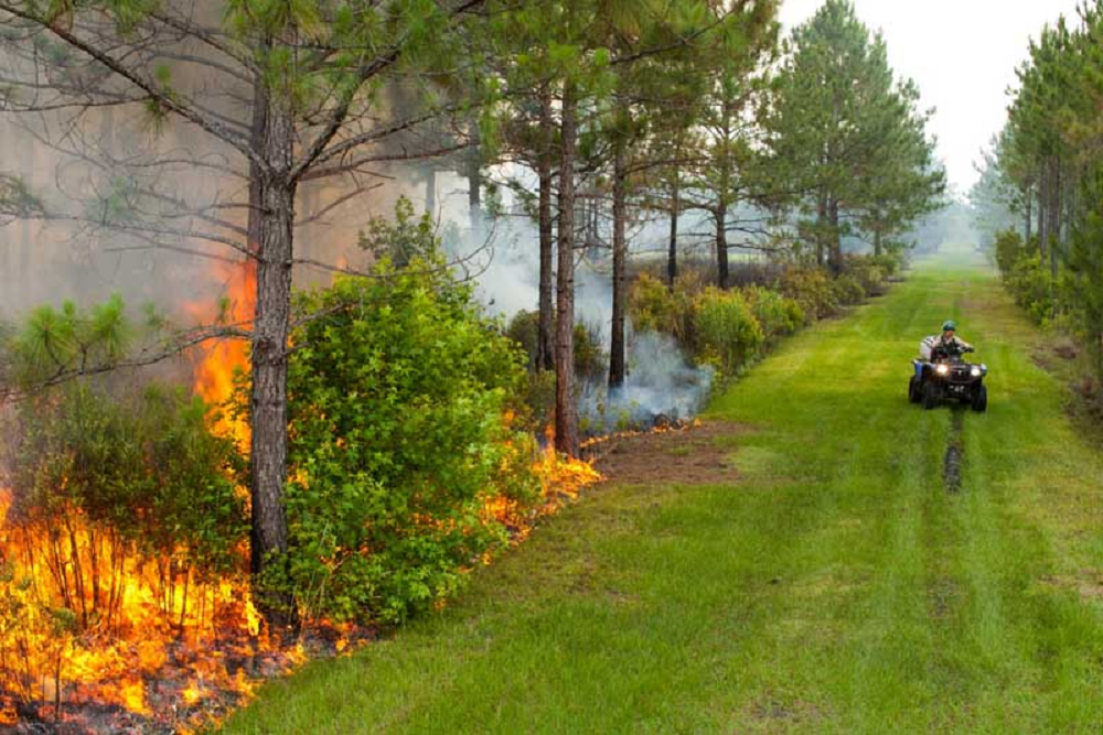 Prescribed fire today at Black Creek Ravines Conservation Area in Clay County