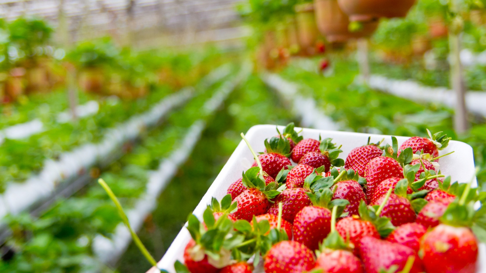 Buckler’s Strawberry Festival on March 4