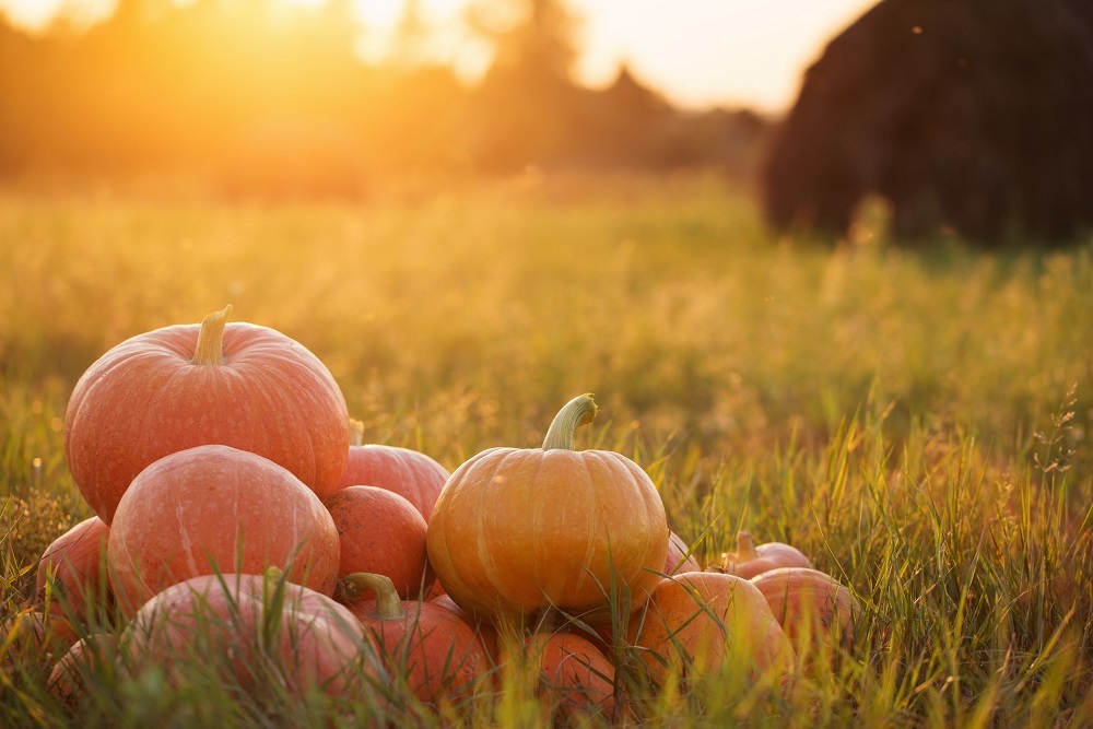 CITY OF ROSEAU: Fall Harvest Fest 2022 – Roseau, MN
