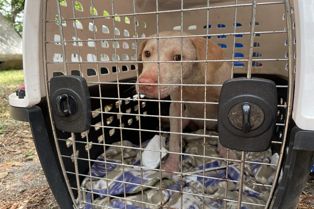 Santa Rosa Animal Services starts process of helping large case of unsocialized dogs Santa Rosa Animal Services starts process of helping large case of unsocialized dogs