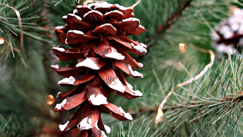 Village of Pinehurst – Government Announces About Pinecone Pathways Program