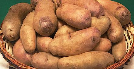 New Variety Will Help Age-Old Crop Prosper Beyond the 21st Century New Variety Will Help Age-Old Crop Prosper Beyond the 21st Century