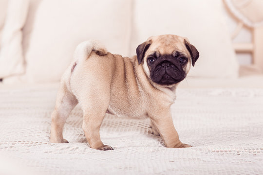 Sweet Baby Dog