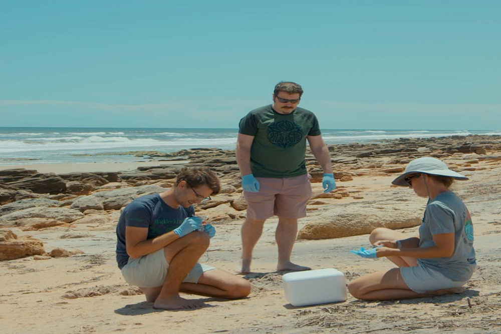 Sea turtle conservation gets boost from new DNA detection method