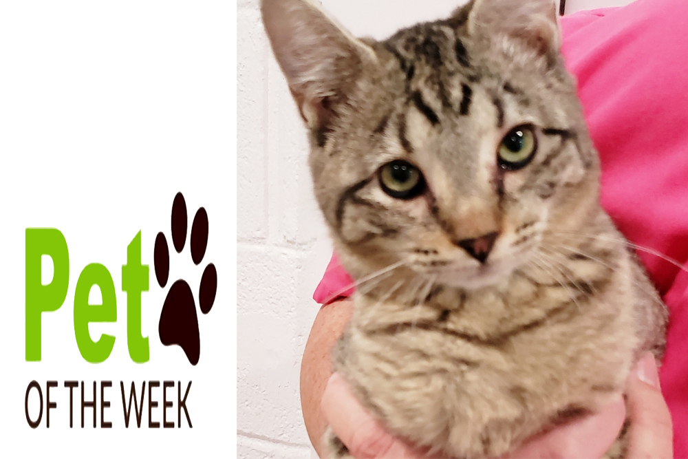 Pet of the Week: Guina (Hanna) Pet of the Week: Guina (Hanna)