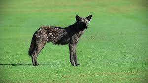 Top Dog in Florida