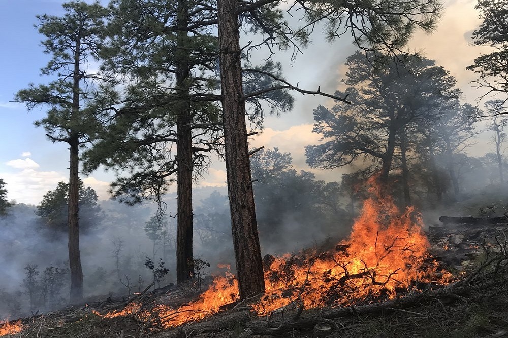 GEORGIA FORESTRY COMMISSION: Recognizing the Value of ‘Good Forest Fires’