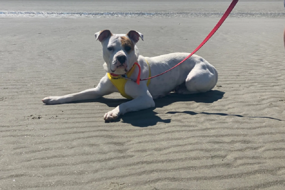 Greater Summerville/Dorchester County Chamber of Commerce: Dorchester Paws Mutts for Miles Heads to Sullivans Island