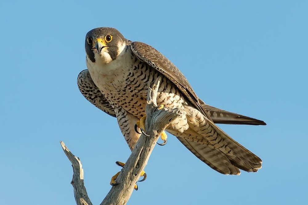 FLORIDA SUNCOAST SIERRA CLUB: Please take a quick moment to help our wildlife! FLORIDA SUNCOAST SIERRA CLUB: Please take a quick moment to help our wildlife!