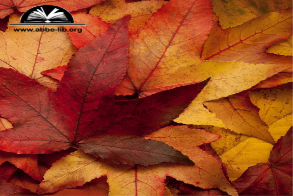 Barnwell County Public Library: STEM Stories