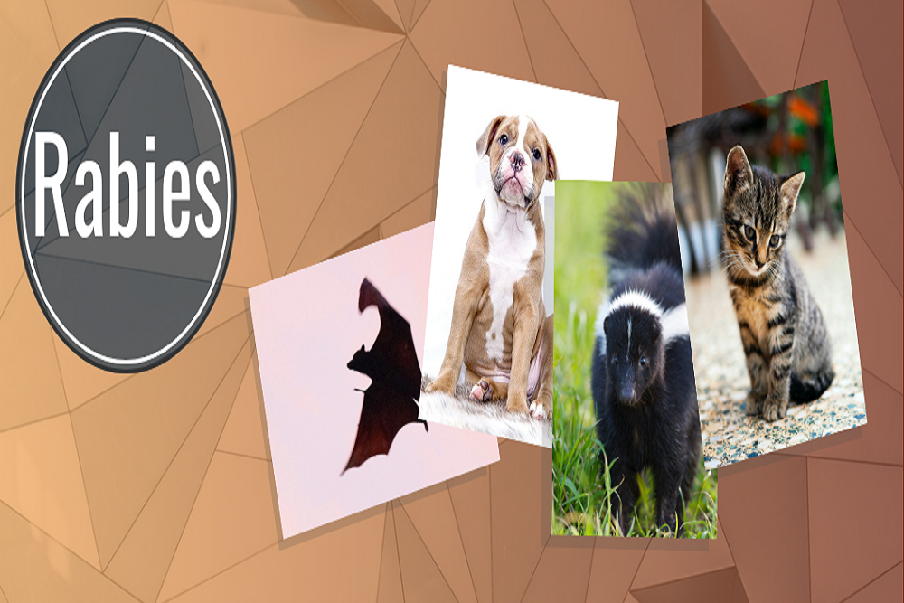 Rabies Clinic at Guilford County Animal Resource Center on March 19, 2022 Rabies Clinic at Guilford County Animal Resource Center on March 19, 2022