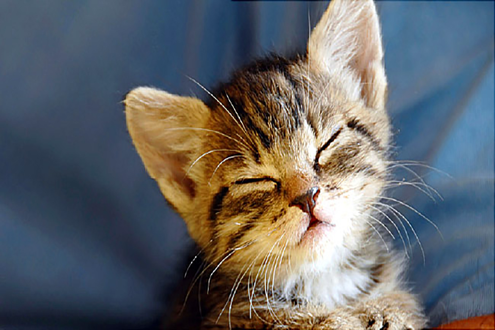 Santa Rosa County Animal Services Seeks Medical Fosters for Kittens