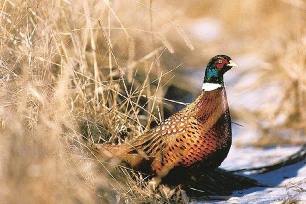 37th Annual Plymouth County Pheasants Forever Banquet on March 5