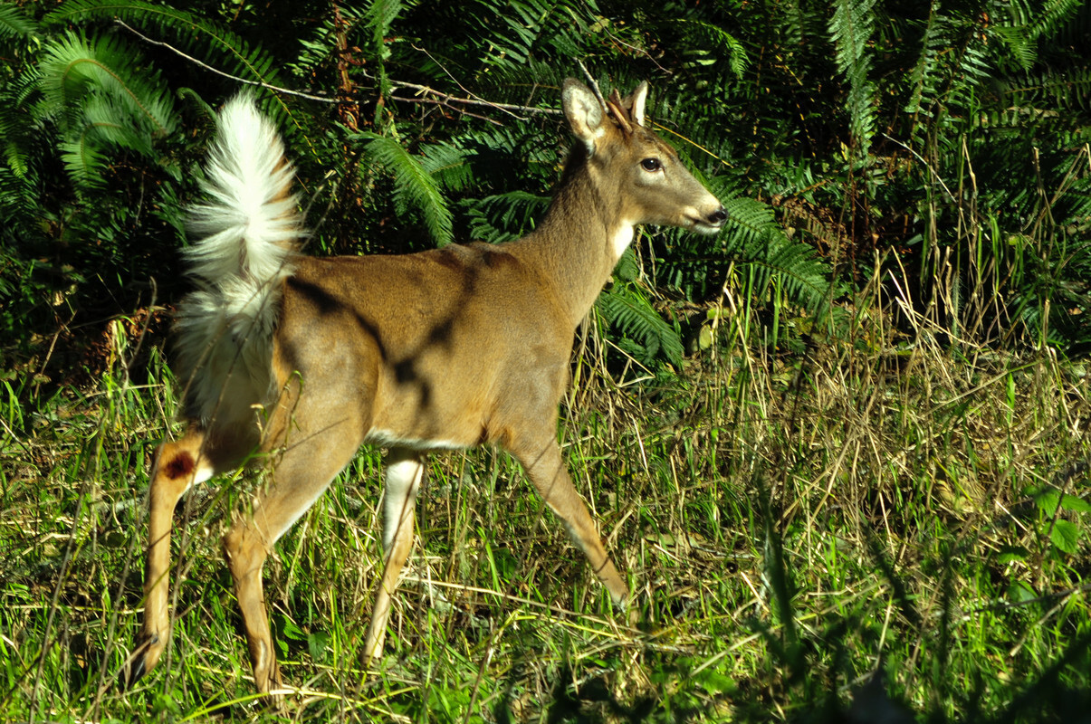 WDFW seeks comment on rule making for Columbian white-tailed deer and Cascade red fox