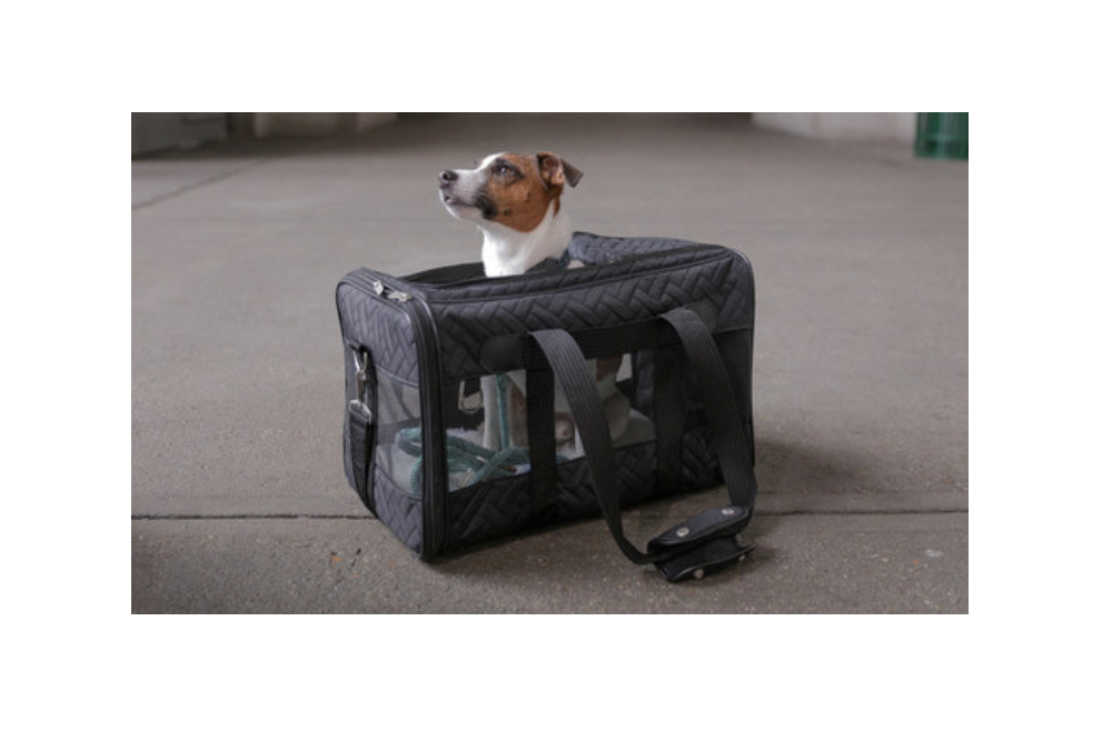 Carry-On Pet Program Available on Amtrak Pacific Surfliner Trains