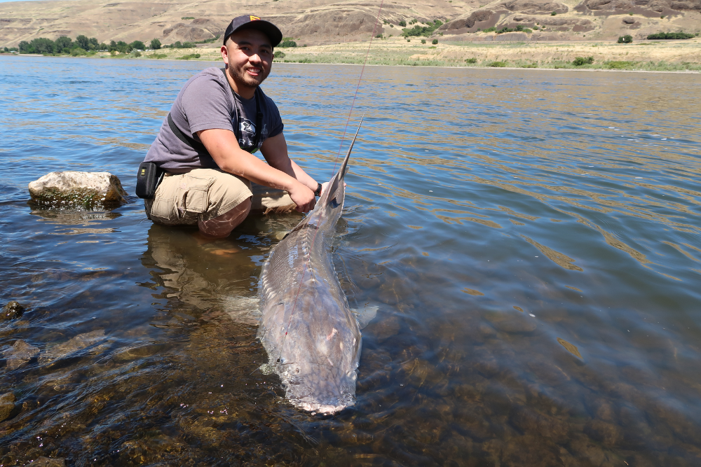2023 sturgeon fishing season opens Jan. 1 on several portions of Columbia River 2023 sturgeon fishing season opens Jan. 1 on several portions of Columbia River