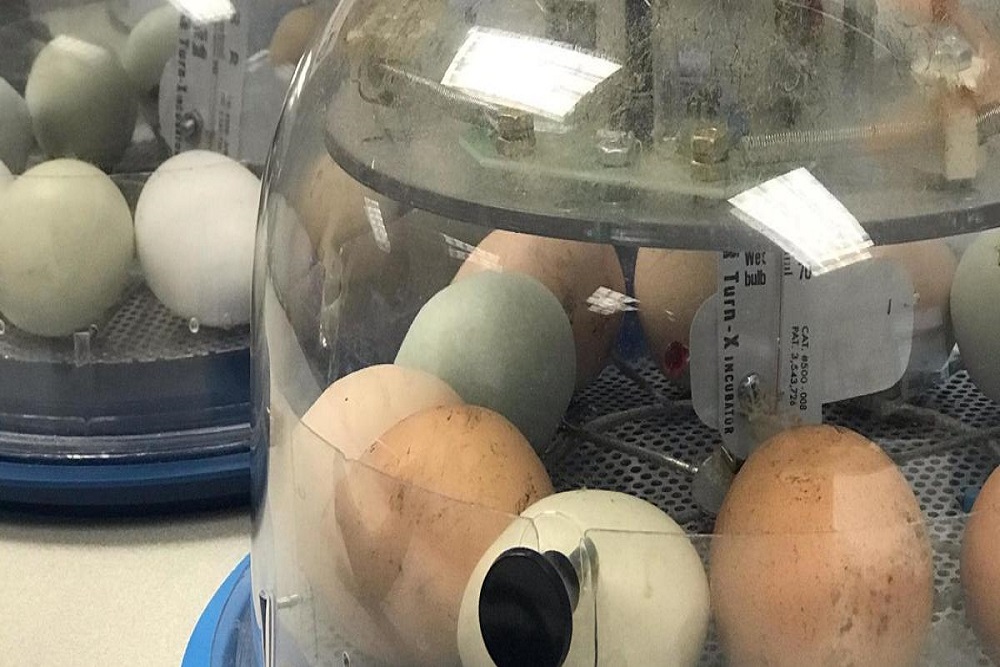 OSU Extension livestream of hatching chicks returns for ninth year
