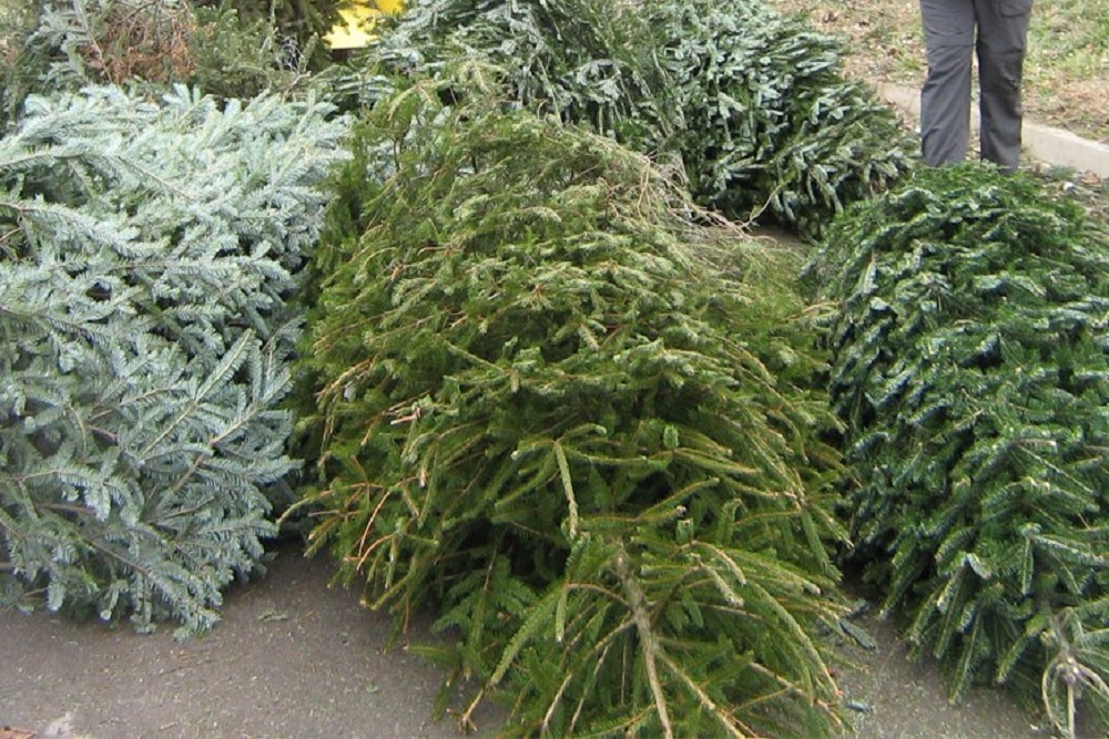 CITY OF WAITE PARK: Christmas Tree Pickup will be delayed one week CITY OF WAITE PARK: Christmas Tree Pickup will be delayed one week
