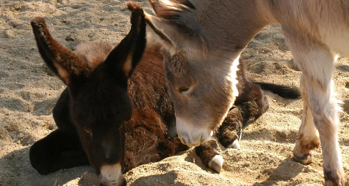 DonkeyLand - DonkeyLand Facebook DonkeyLand - DonkeyLand Facebook