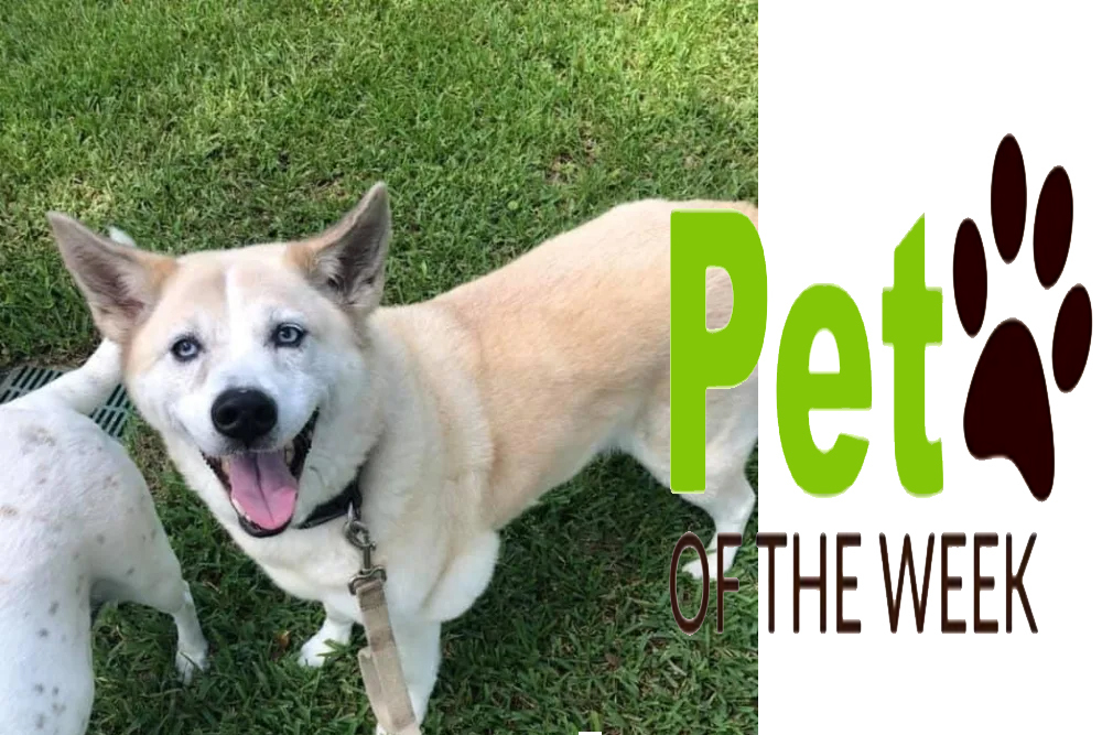 Pet of the Week: Riley