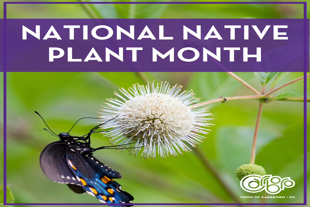 Town of Carrboro Council Passes Resolution Recognizing Native Plant Month