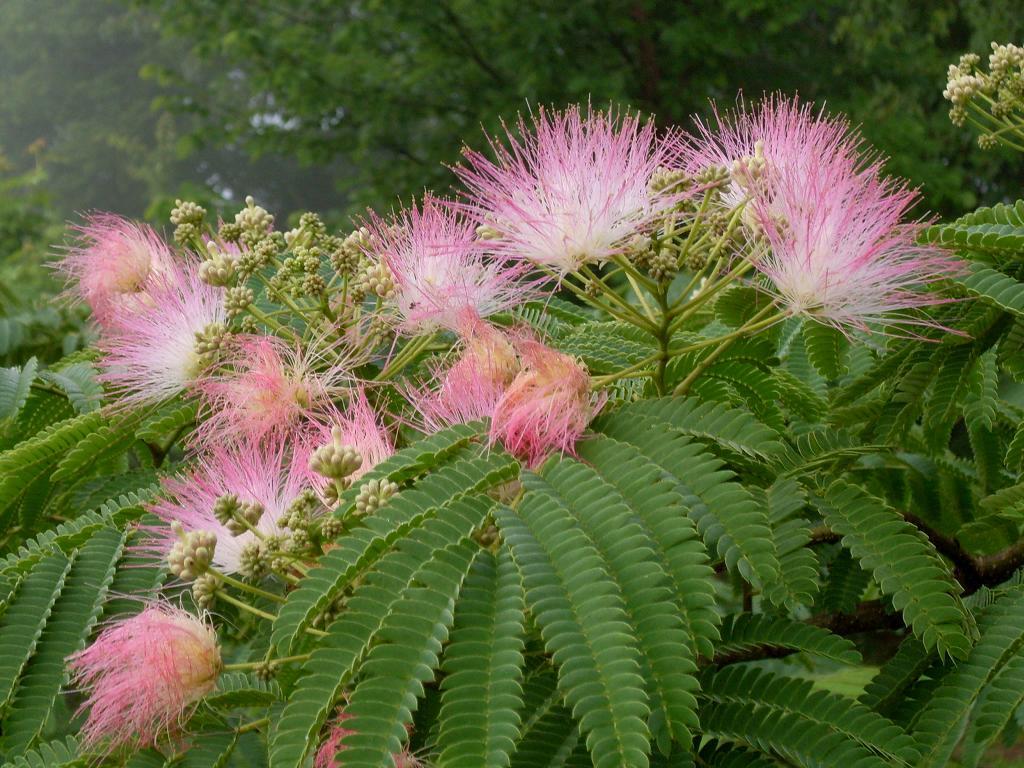 Mecklenburg County’s Invasive Plants