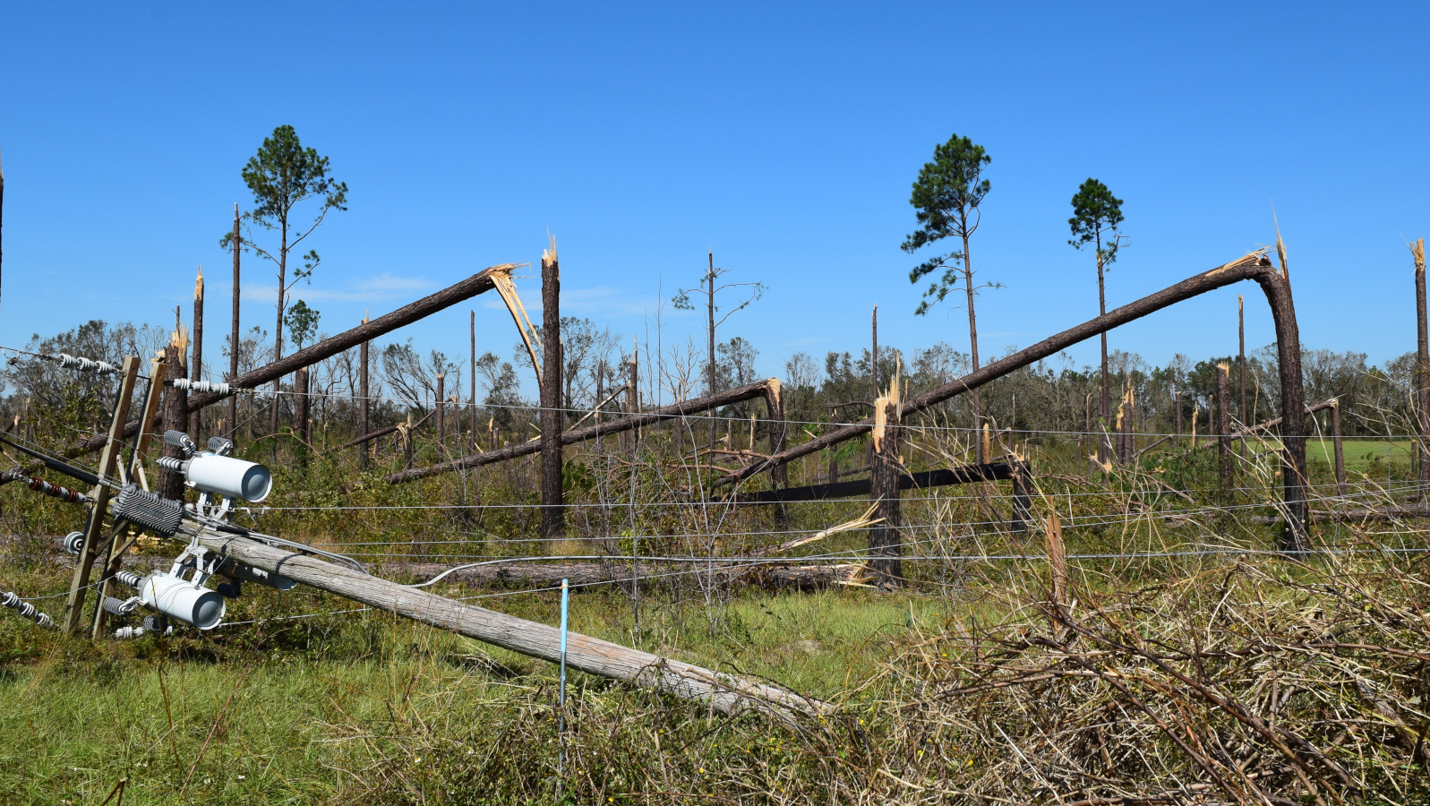 Talquin Electric suffered downed power lines and snapped pine trees just like these along Ga. State Route 253 in Seminole County bear mute witness to the intensity of Hurricane Michael as it moved across Southwest Georgia. - By Georgia National Guard