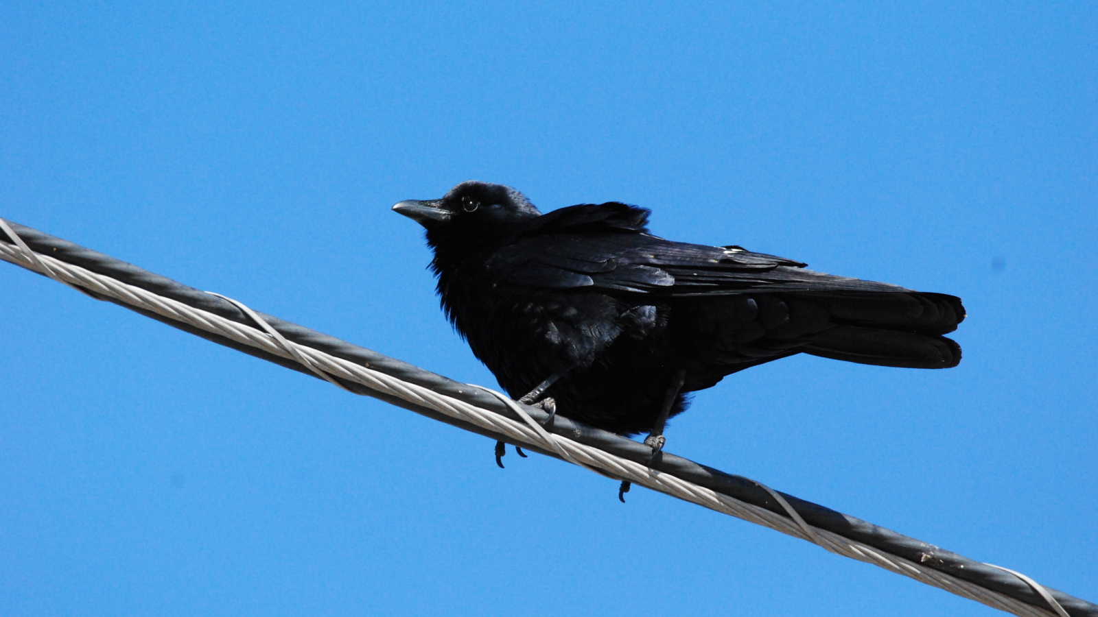 PNM: Recent power outage was ‘fluke accident’ caused by crow