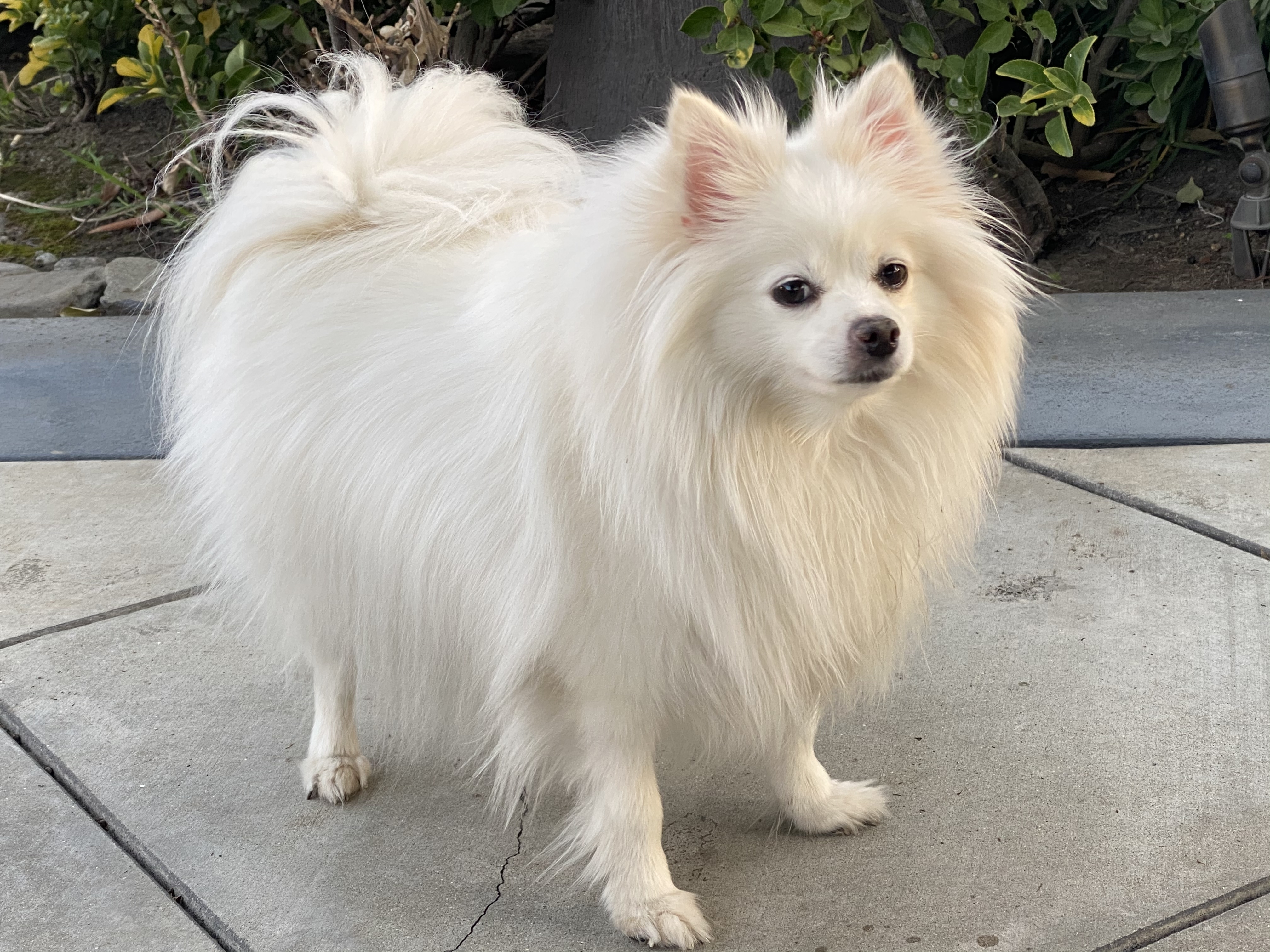 Pomeranian Mix – Male